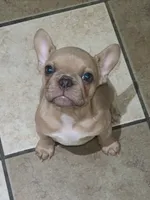 Mud, a female French Bulldog for sale in Owasso, OK – 1 of 3
