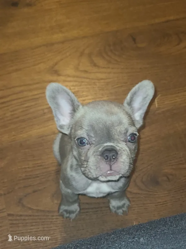 Chocolate  – French Bulldog puppy for sale in Owasso, OK