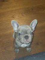 Chocolate , a female French Bulldog for sale in Owasso, OK – 1 of 3