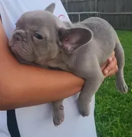 Junie , a female French Bulldog for sale in Owasso, OK – 3 of 8
