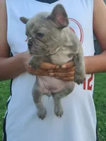 Chocolate , a female French Bulldog for sale in Owasso, OK – 2 of 3
