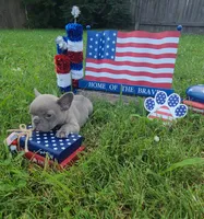 Junie , a female French Bulldog for sale in Owasso, OK – 5 of 8