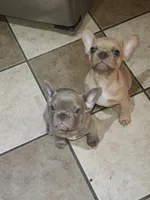 Junie , a female French Bulldog for sale in Owasso, OK – 4 of 8
