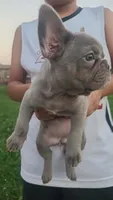 Junie , a female French Bulldog for sale in Owasso, OK – 2 of 8