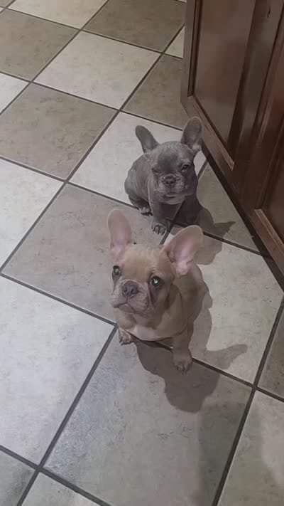Chocolate , a female French Bulldog for sale in Owasso, OK – 5 of 5