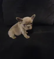 Junie , a female French Bulldog for sale in Owasso, OK – 6 of 8