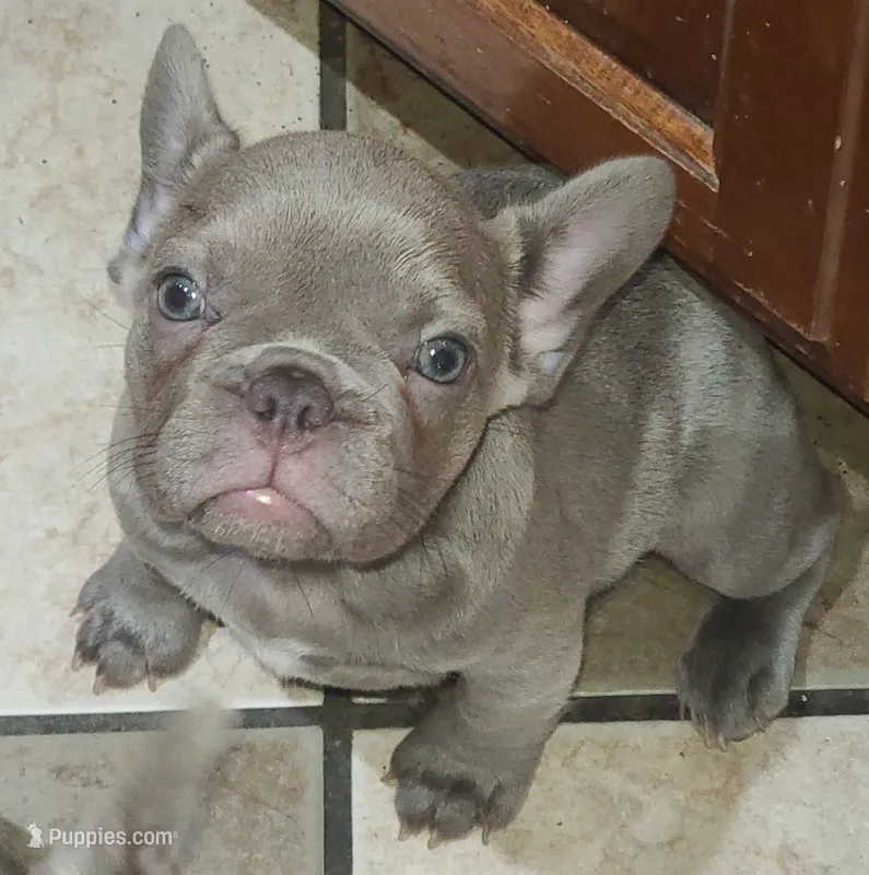 Junie  – French Bulldog puppy for sale in Owasso, OK