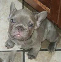 Junie , a female French Bulldog for sale in Owasso, OK – 1 of 8