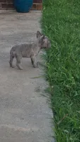 Chocolate , a female French Bulldog for sale in Owasso, OK – 3 of 3