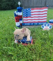 Mud, a female French Bulldog for sale in Owasso, OK – 2 of 3
