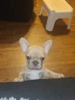 Mud, a female French Bulldog for sale in Owasso, OK – 3 of 3