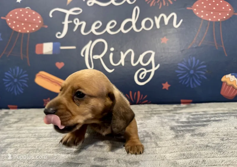 Rufus – Dachshund puppy for sale in Morganfield, KY
