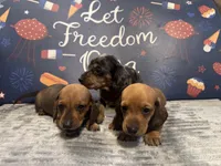 Rufus, a male Dachshund for sale in Morganfield, KY – 4 of 4