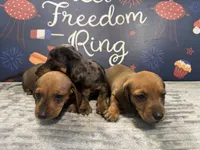 Rufus, a male Dachshund for sale in Morganfield, KY – 3 of 4