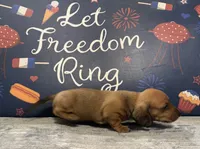 Rufus, a male Dachshund for sale in Morganfield, KY – 2 of 4