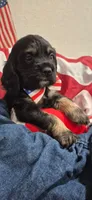 Cocker Spaniel, a male Cocker Spaniel for sale in Tampa, FL – 3 of 4