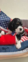 Cocker Spaniel, a male Cocker Spaniel for sale in Tampa, FL – 2 of 2