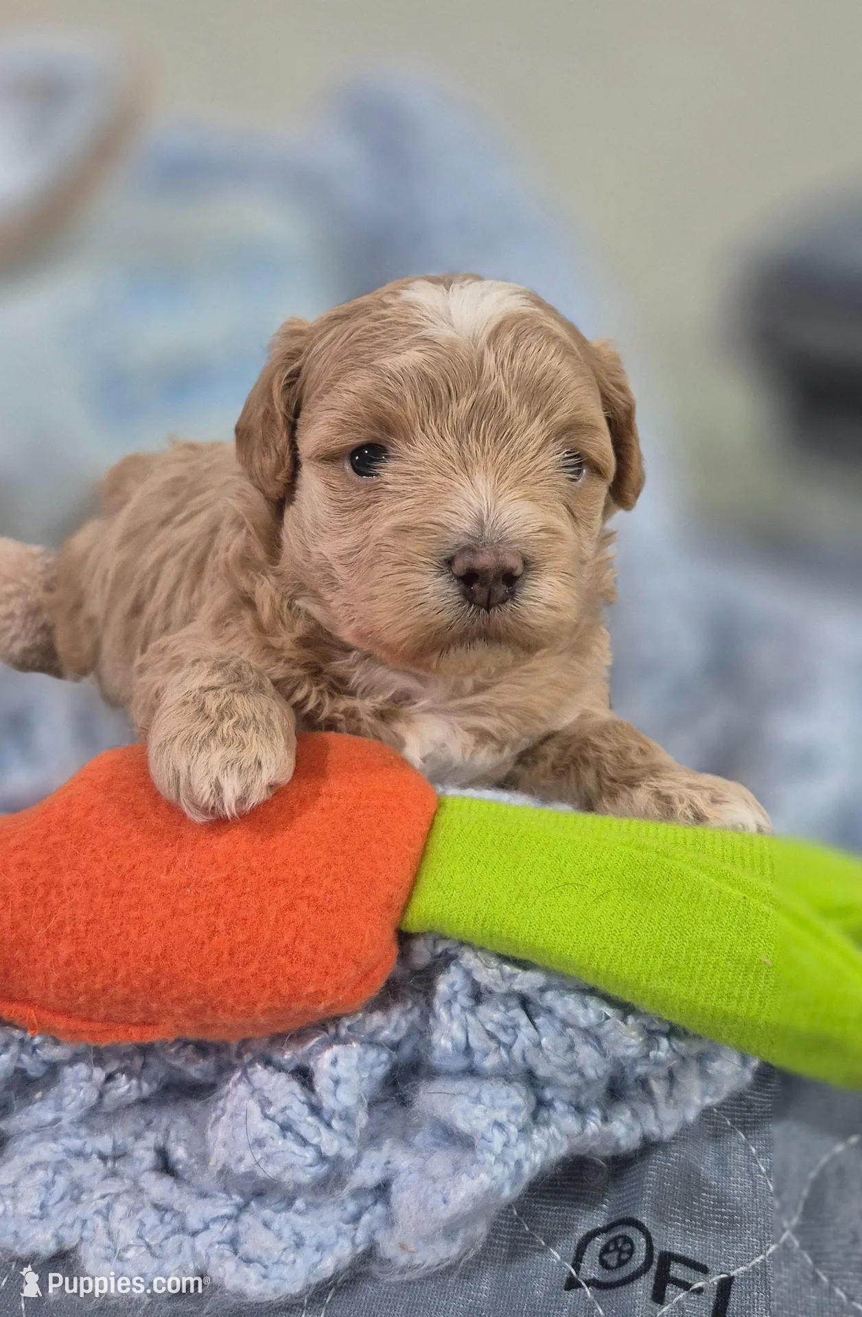 Teddy, a male Maltipoo for sale in Tampa, FL – Photo 2 of 3