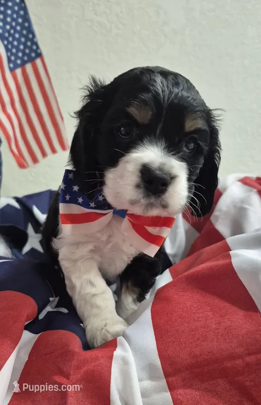 Cocker Spaniel – Cocker Spaniel puppy for sale in Tampa, FL