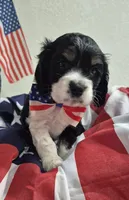 Cocker Spaniel, a male Cocker Spaniel for sale in Tampa, FL – 1 of 2