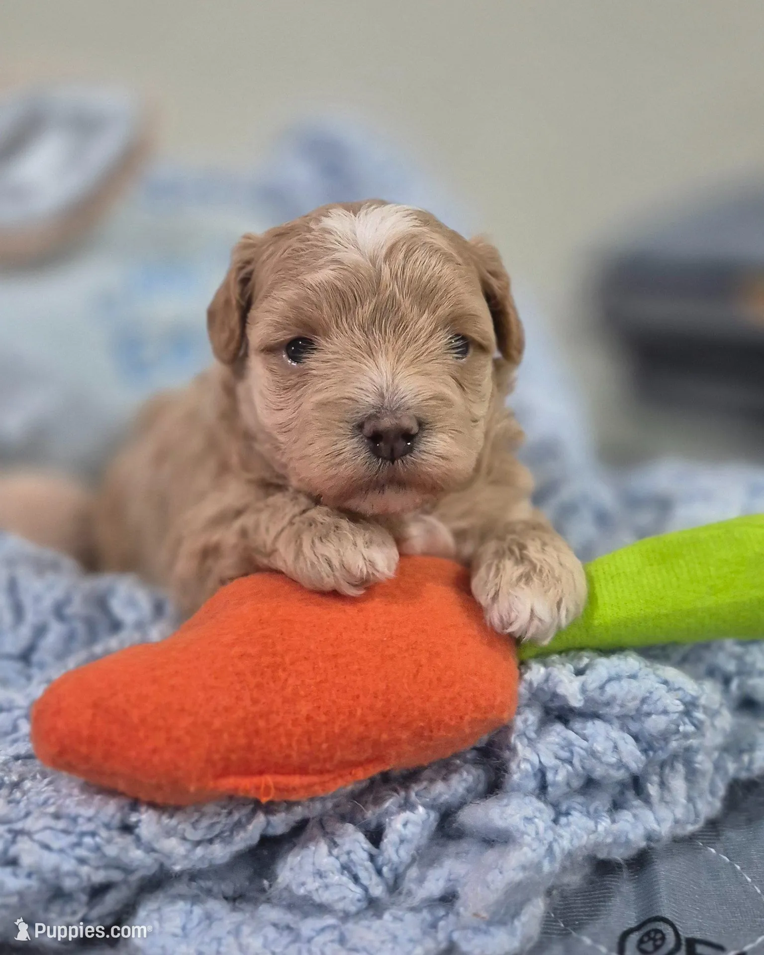 Teddy – Maltipoo puppy for sale in Tampa, FL