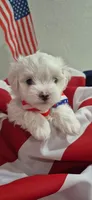 Maltese, a male Maltese for sale in Tampa, FL – 1 of 3