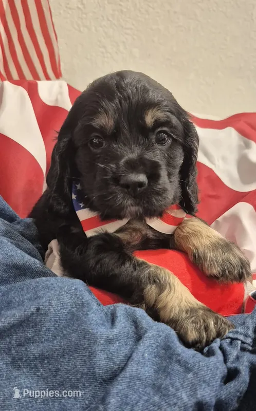 Cocker Spaniel – Cocker Spaniel puppy for sale in Tampa, FL