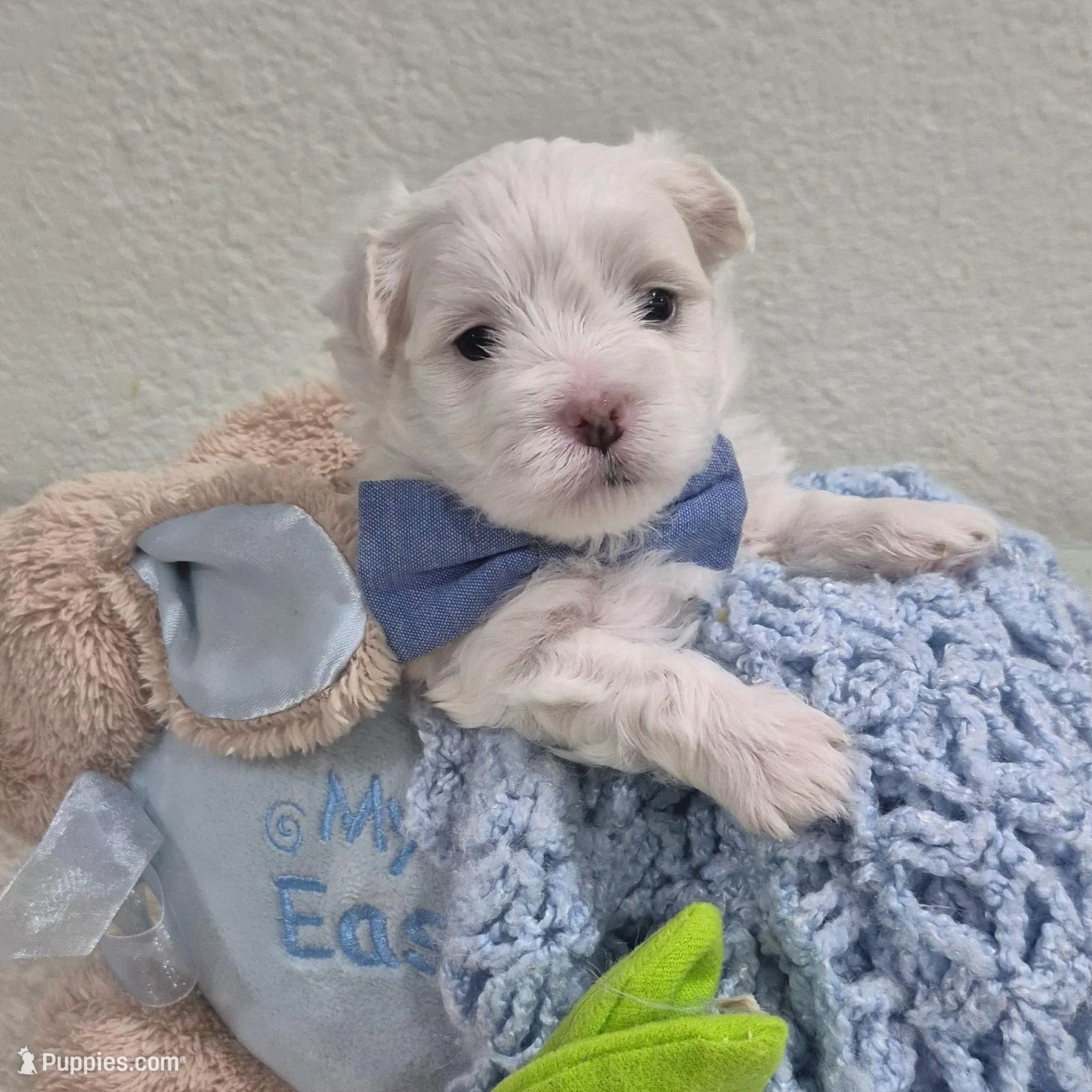 MAX, a male Maltese for sale in Tampa, FL – Photo 3 of 3