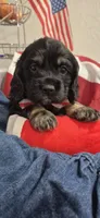 Cocker Spaniel, a male Cocker Spaniel for sale in Tampa, FL – 4 of 4