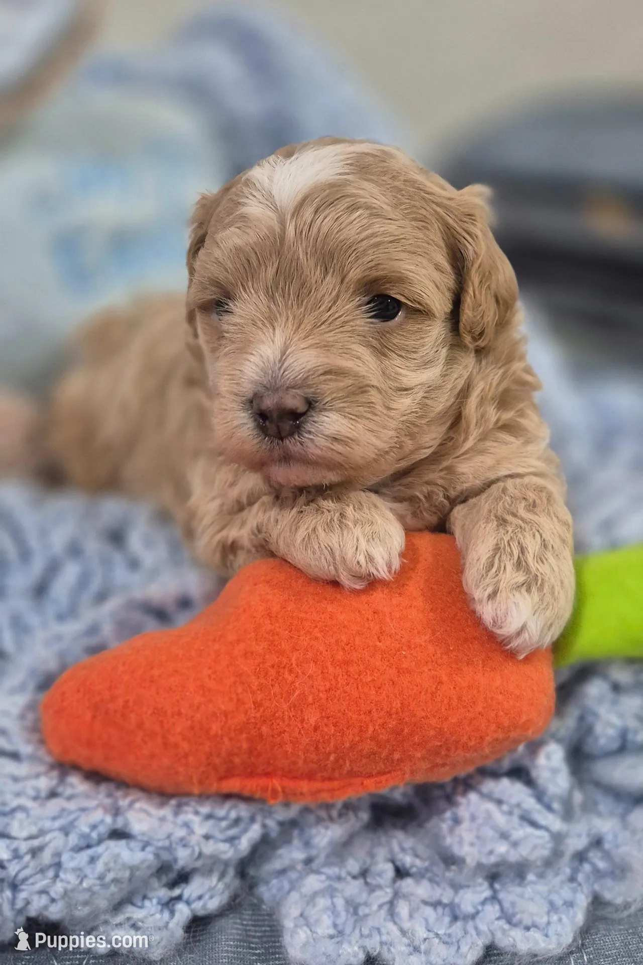Teddy, a male Maltipoo for sale in Tampa, FL – Photo 3 of 3