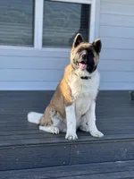 Timber, a male Akita for sale in Springfield, MO – Photo 5 of 5