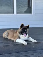 Timber, a male Akita for sale in Springfield, MO – Photo 3 of 5