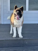 Timber, a male Akita for sale in Springfield, MO – Photo 4 of 5