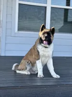 Timber, a male Akita for sale in Springfield, MO – Photo 2 of 5