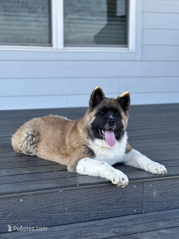 Timber – Akita puppy for sale in Springfield, MO