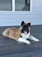 Timber, a male Akita for sale in Springfield, MO – Photo 1 of 5