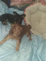 Cinnamon , a female Chihuahua for sale in Wellington, KS – Photo 5 of 5