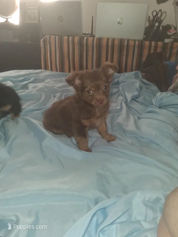 Cinnamon  – Chihuahua puppy for sale in Wellington, KS