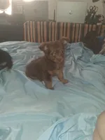 Cinnamon , a female Chihuahua for sale in Wellington, KS – Photo 1 of 5