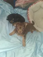 Cinnamon , a female Chihuahua for sale in Wellington, KS – Photo 3 of 5