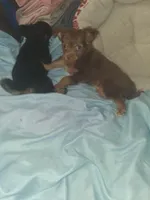 Cinnamon , a female Chihuahua for sale in Wellington, KS – Photo 2 of 5