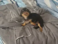 Bella, a female Chihuahua for sale in Wellington, KS – Photo 3 of 7