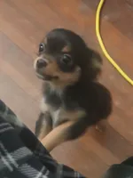 Bella, a female Chihuahua for sale in Wellington, KS – Photo 2 of 7