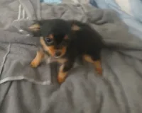 Bella, a female Chihuahua for sale in Wellington, KS – Photo 6 of 7