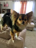 Bella, a female Chihuahua for sale in Wellington, KS – Photo 7 of 7