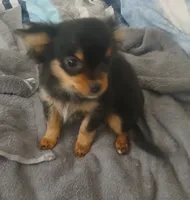 Bella, a female Chihuahua for sale in Wellington, KS – Photo 1 of 7