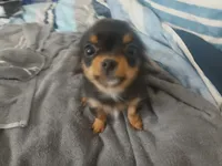 Bella, a female Chihuahua for sale in Wellington, KS – Photo 4 of 7