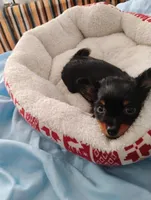 Buddy, a female Chihuahua for sale in Wellington, KS – Photo 2 of 8