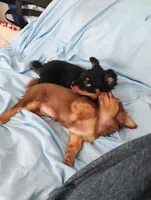 Buddy, a female Chihuahua for sale in Wellington, KS – Photo 6 of 8