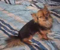 Buddy, a female Chihuahua for sale in Wellington, KS – Photo 8 of 8